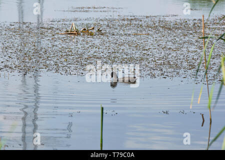 Black bird with white beak on the lake Eurasian coot (Fulica atra) Stock Photo
