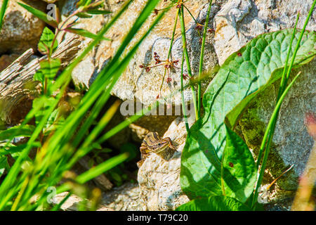 The viviparous lizard, Zootoca vivipara, Lacerta vivipara sitting on the rock, between green leaves Stock Photo