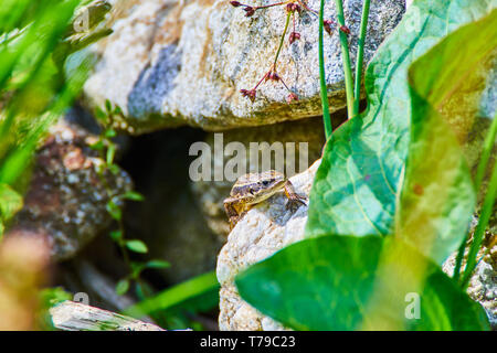 The viviparous lizard, Zootoca vivipara, Lacerta vivipara sitting on the rock, between green leaves Stock Photo