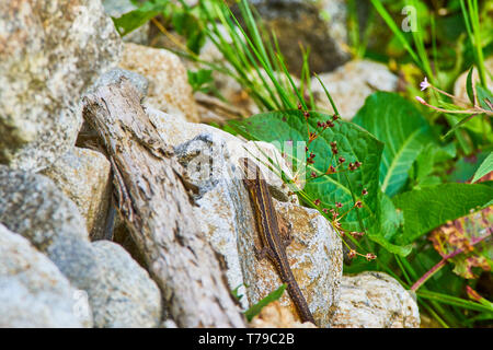 The viviparous lizard, Zootoca vivipara, Lacerta vivipara sitting on the rock, between green leaves Stock Photo
