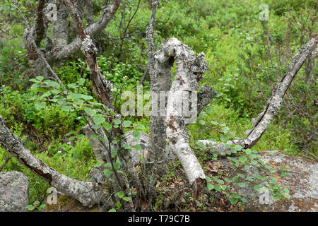 Stump of old dry broken Karelian birch Stock Photo