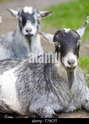 Pygmy goats cooling in the shade. Stock Photo