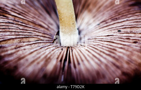 Close up macro image of wild brown mushroom from the autumn garden. The stem and middle gills are in focus with the rest of the mushroom in blur. Stock Photo