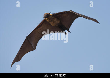 Indian flying fox (Pteropus giganteus) or the greater Indian fruit bat flying with pup Stock Photo