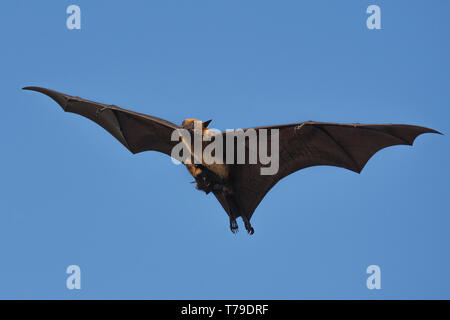 Indian flying fox (Pteropus giganteus) or the greater Indian fruit bat flying with pup Stock Photo