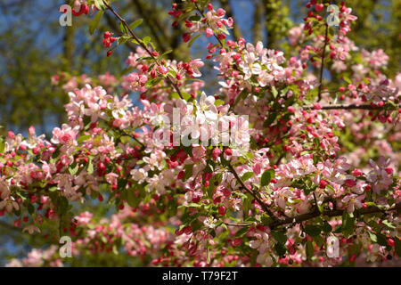 japanese flowering crabapple branches in bloom, malus floribunda or japenese crab or purple chokeberry in spring Stock Photo