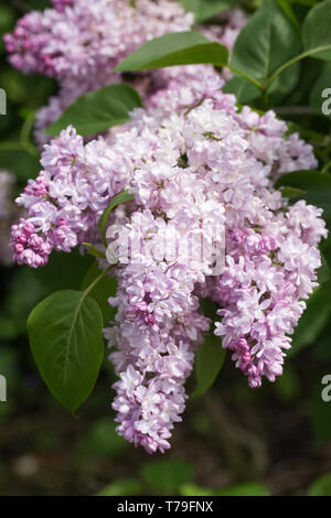 Syringa vulgaris 'Madame Antoine Buchner' flowers. Stock Photo