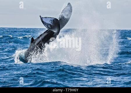 Friendly Humpback Whale (Megaptera novaeangliae) tail slapping / tail breaching in their winter feeding ground at Baja California Stock Photo