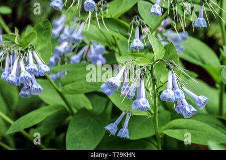 Mountain Bluebell, Mertensia ciliata Stock Photo