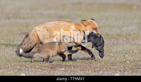 A red fox vixen catches a rabbit with kit Stock Photo