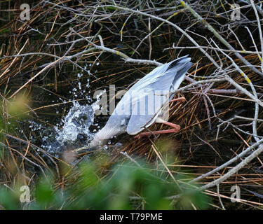 May 2019 - Grey Heron fishing Stock Photo