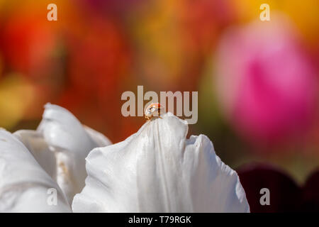 Ladybug Perched on a White Flower Petal Close Up Stock Photo