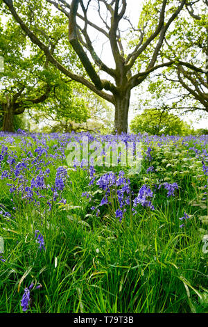 Bluebell wood on a sunny day, England