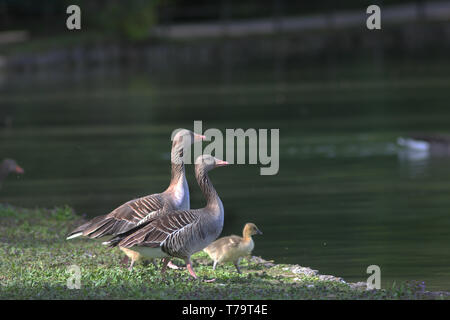Graylag goose family, one chick, fledgling, parallel looking forward.   . Stock Photo