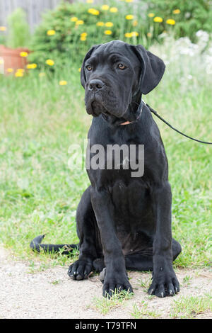 Cane corso young black dog Stock Photo