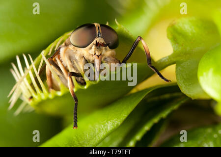 Horse-fly and closed flytrap Stock Photo