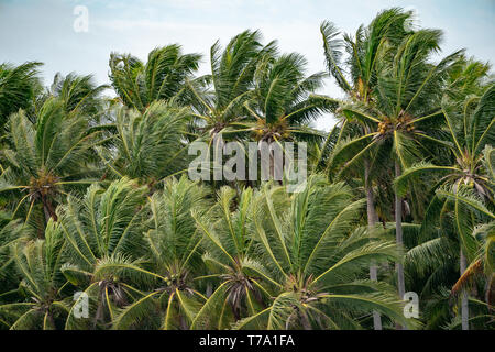 Many Top of the Coconut Trees Leaf blow by wind. Stock Photo