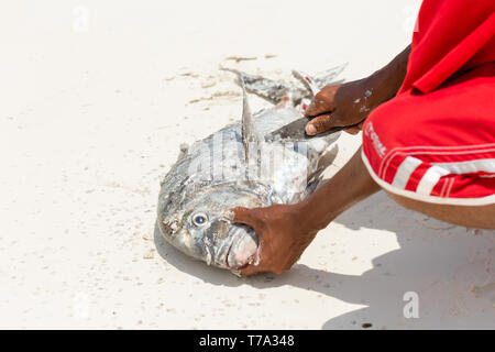 Man cleans fresh tuna fish freshly caught in the ocean on the sandy shore Stock Photo