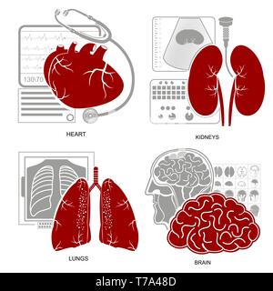 Four flat design medecine icon heart lungs brain kidneys and their diagnostic equipments Stock Vector