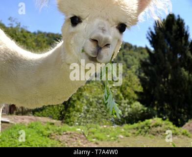 Portrait of white curious alpaca with long neck and big ball like black eyes standing in a garden. Stock Photo