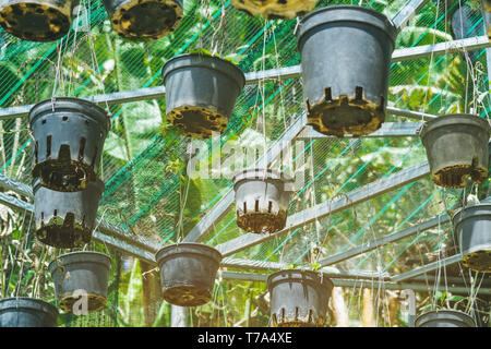 Many orchids are grown in many pots, hanging on a steel rail with a sunshade on top in the garden. Stock Photo