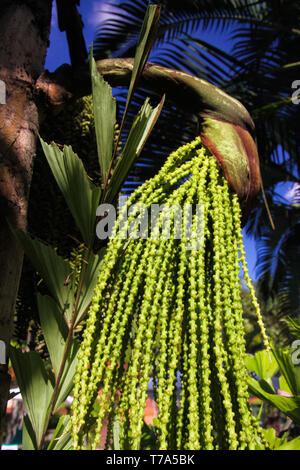 Close up of jaggery palm tree (caryota urens) against palm leaves and blue sky, Chiang Mai, Thailand Stock Photo