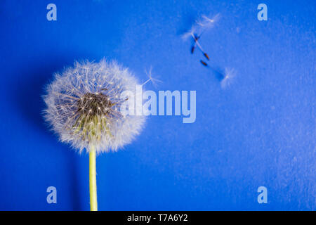 Dandelion flowers and seeds on blue background Stock Photo