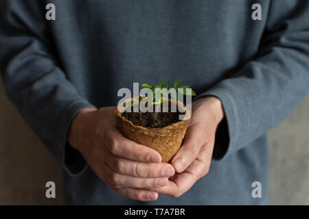 Man holding in her hands a tomato sprout in a eco friendly pot, tomato seedlings Stock Photo