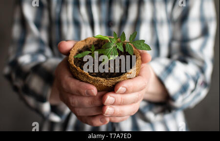 Woman holding in her hands a tomato sprout in a eco friendly pot, tomato seedlings Stock Photo