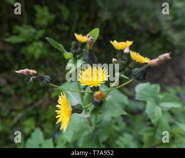 Yellow flowers / flowering top of Smooth Sow-Thistle / Sonchus ...