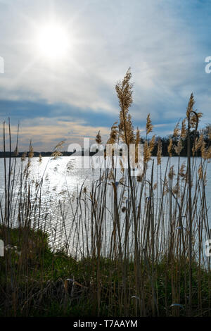 Dry grass silhouettes. Pond shore. Blue sky. Sun beams in white cloud. Spring landscape. Grasses detail. Rippled water surface, reflection of sunshine. Stock Photo