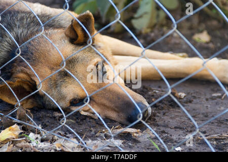 stray dog locked up victim of abuse Stock Photo