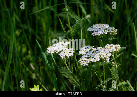 Early-blooming Yarrow (Achilles millefolium) found at the northern end of the Land Between the Lakes in early May 2019. Stock Photo