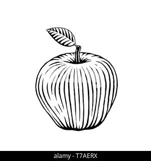 Vector Illustration of a Scratchboard Style Ink Drawing of an Apple Stock Photo