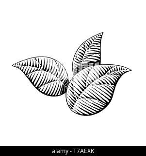 Vector Illustration of a Scratchboard Style Ink Drawing of Leaves Stock Photo