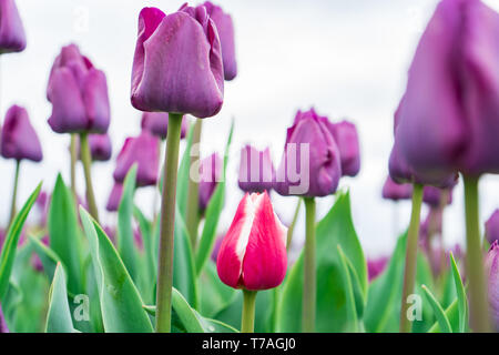 Low angle view of red and white french tulip growing among a field of purple triumph tulips. Close-up, high resolution photo of tulips. Stock Photo