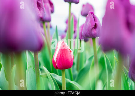 Beautiful red and white garden tulip forming among field of purple tulips (triumph tulips). Bright green leaves and flower stems showing. Stock Photo