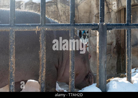 A hippopotamus at Asahiyama zoo in Hokkaido Stock Photo