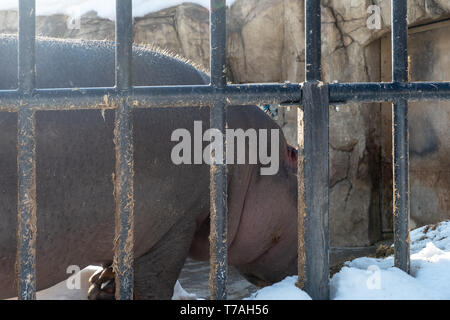 A hippopotamus at Asahiyama zoo in Hokkaido Stock Photo