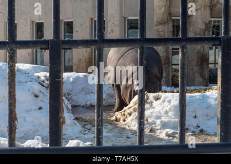 A hippopotamus at Asahiyama zoo in Hokkaido Stock Photo