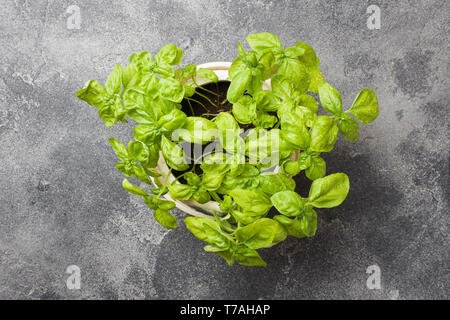Young sprouts of Basil grow in a pot. Top view. Stock Photo