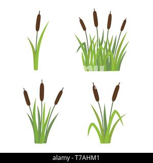 A set of reeds in grass isolated on white background Stock Vector