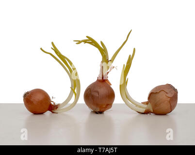 Three onions found sprouting in my fridge. Vegetables isolated against white background, on white surface. Stock Photo