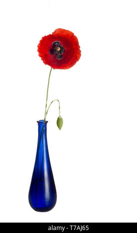 Red poppy, rather windswept, in blue glass vase, isolated on white background. Wild flower. Papaver rhoeas Stock Photo