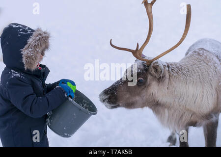 Cute little boy in a warm winter jacket feeding reindeer in the winter, Tromso region, Northern Norway Stock Photo