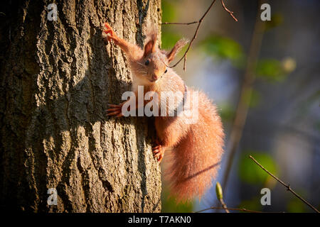 Red Squirrel Hanging On Tree (Sciurus vulgaris) Stock Photo
