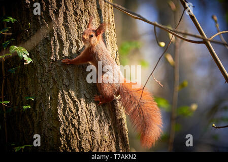 Red Squirrel Hanging On Tree (Sciurus vulgaris) Stock Photo