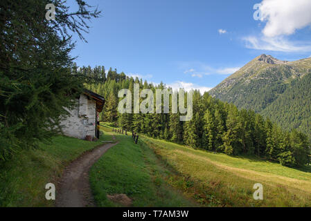 Livigno / Italy, August 20, 2016: a beautiful summer scene from Livigno, hiking trough the pine forest and the green meadow, travel photography Stock Photo