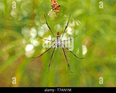 underside of large Red-legged Golden Orb-Web Spider (Nephila inaurata) with debris in centre of web in Watamu, Kenya coast, Africa