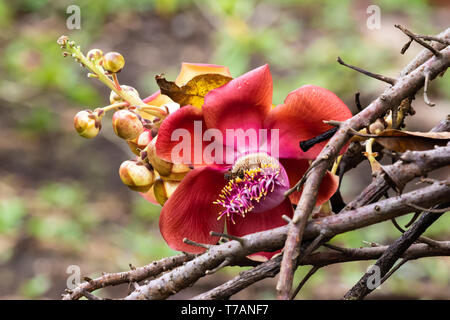 Colorful flower of Cannonball tree (couroupita guianensis) in Hilo, Hawaii. Bee gathering pollen from the blossom. Stock Photo